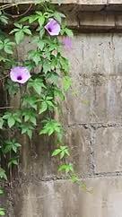 城墙上依偎缠绕的牵牛花紫喇叭花可配文背景视频的预览图